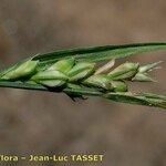 Carex olbiensis Ovoce