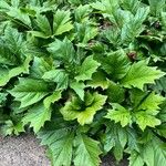 Rodgersia podophylla Лист