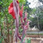 Canna indica花