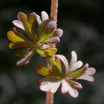 Lithophragma glabrum Ліст