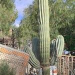 Pachycereus pringlei Habit