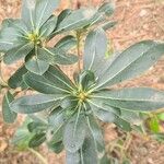 Pittosporum viridiflorum ഇല