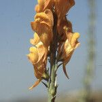 Linaria ventricosa ফুল