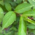 Weigela hortensis Leaf