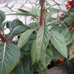 Celosia argentea Leaf