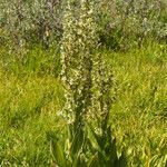 Veratrum californicum موطن