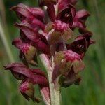 Anacamptis coriophora Flor
