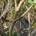 Salix laggeri Corteccia