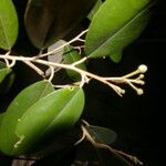 Quadrella odoratissima 形态