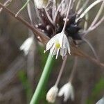 Allium oleraceum Flor