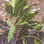 Aglaonema commutatum Hábito