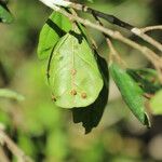Celtis mildbraedii Blatt