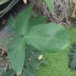 Philodendron camposportoanum Leaf