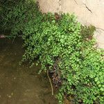 Adiantum capillus-veneris Habitat