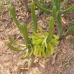 Euphorbia neriifolia Vekstform