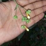 Nyctanthes arbor-tristis ফুল