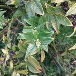 Sarcococca orientalis List