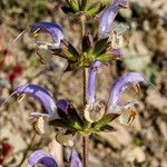Salvia veneris Flower