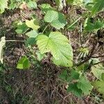 Ribes nigrum Leaf