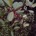 Rhamnus crocea 葉