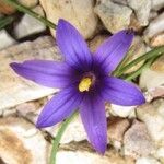 Romulea linaresii Flor
