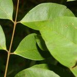 Eugenia oerstediana Hoja