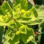 Euphorbia helioscopia Õis