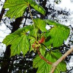 Acer platanoides Feuille