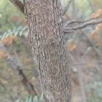 Marcetella moquiniana Ekosanga