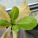 Brighamia insignis Leaf
