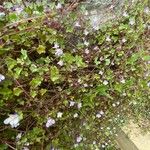 Cymbalaria muralis Flower