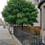 Robinia pseudoacacia عادت داشتن