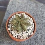 Astrophytum capricorneHostoa