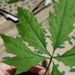 Cyclanthera pedata 葉