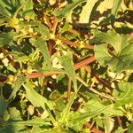 Patellifolia procumbens Blad