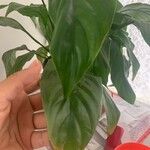 Spathiphyllum floribundumFuelha