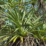 Pandanus tectorius Blad