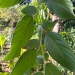 Phyllodium pulchellum Leaf