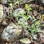 Linum trigynum Habitat