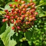 Viburnum lantana Froito