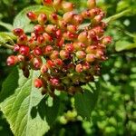 Viburnum lantana Плод