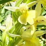 Dactylorhiza insularis Flower