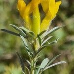 Chamaecytisus austriacus Flower