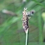 Eleocharis multicaulis Flor