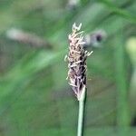 Eleocharis multicaulis Bloem