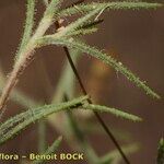 Leysera leyseroides Leaf
