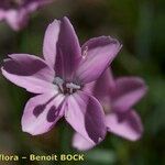Dianthus furcatus Цвят
