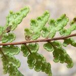 Hemionitis pteridioides Fruit