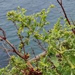 Atriplex prostrata Habit