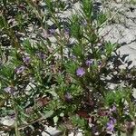 Lythrum hyssopifolia आदत